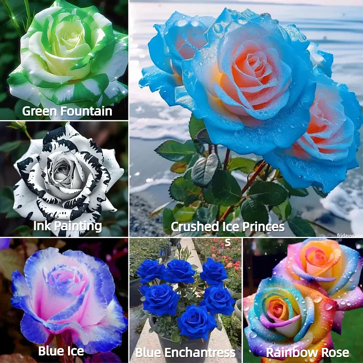 ❤️‍🔥Rainbow Rose Seeds✨
