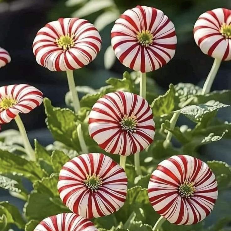 "Red & White Duo Blooms Collection" — Classic Elegance, Year-Round Drama