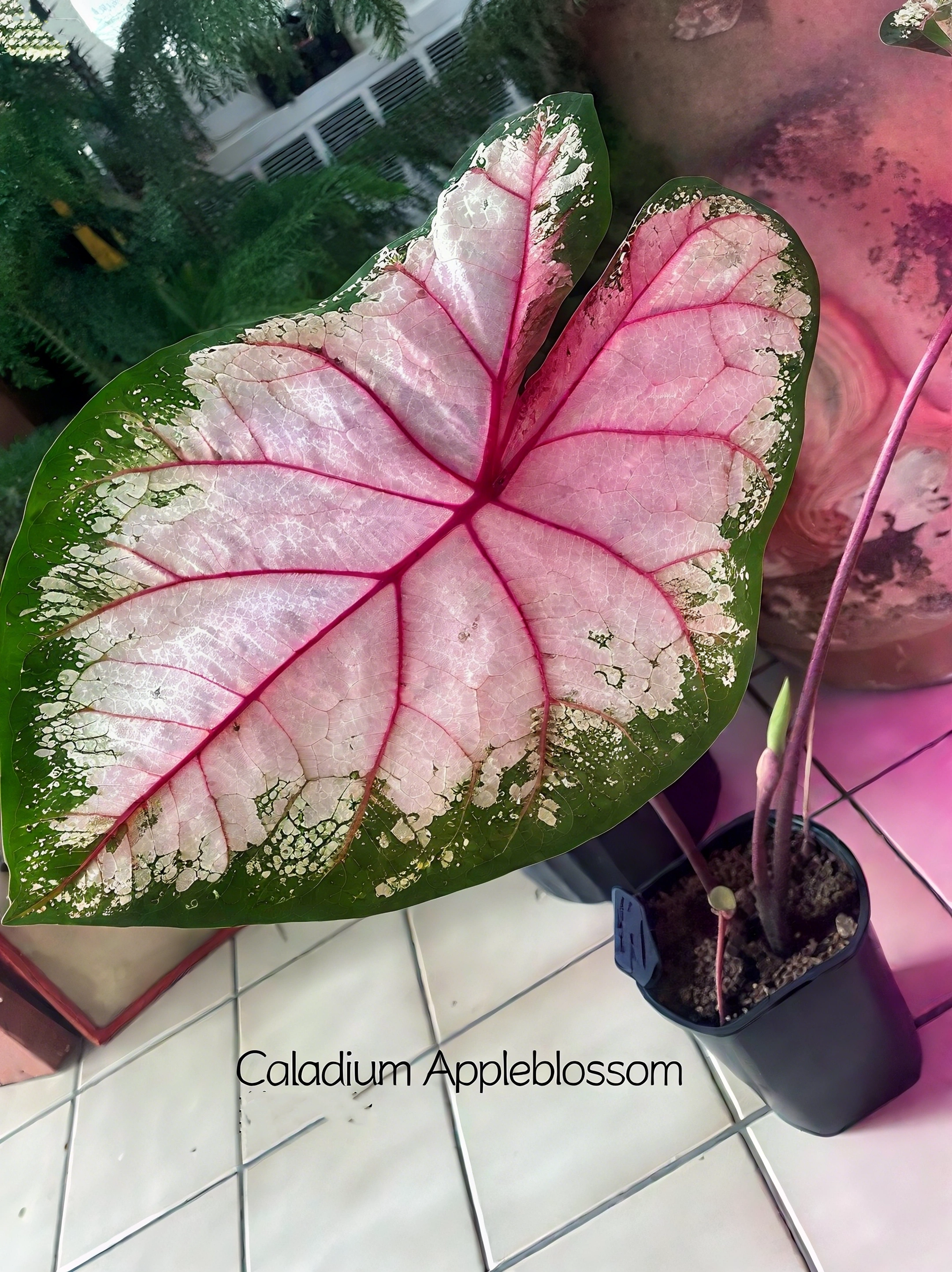 🌈 Bring Life & Color Home with Caladium – The Leaf That Inspires Joy!