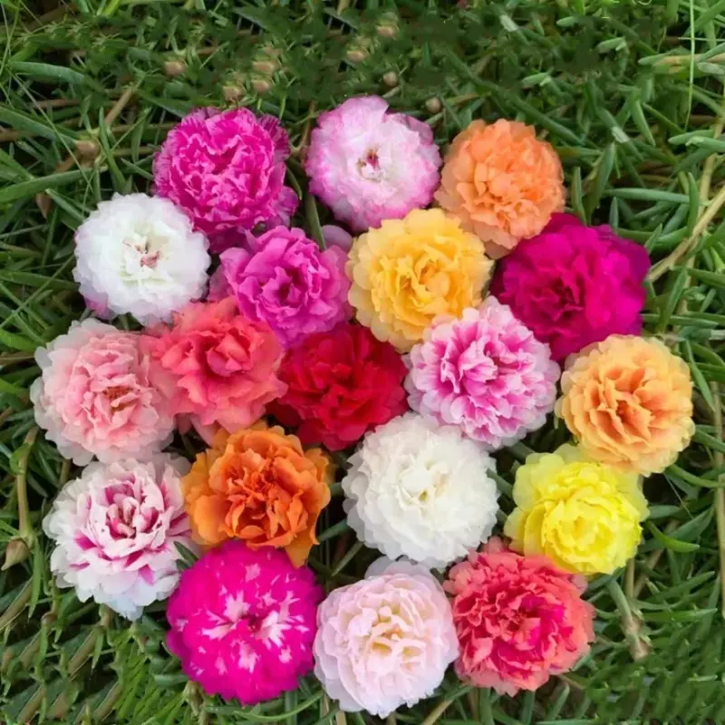 100 Seeds Pack – Mixed Portulaca (Moss Rose) Flower Seeds | Easy to Grow, Perfect for Garden & Pots