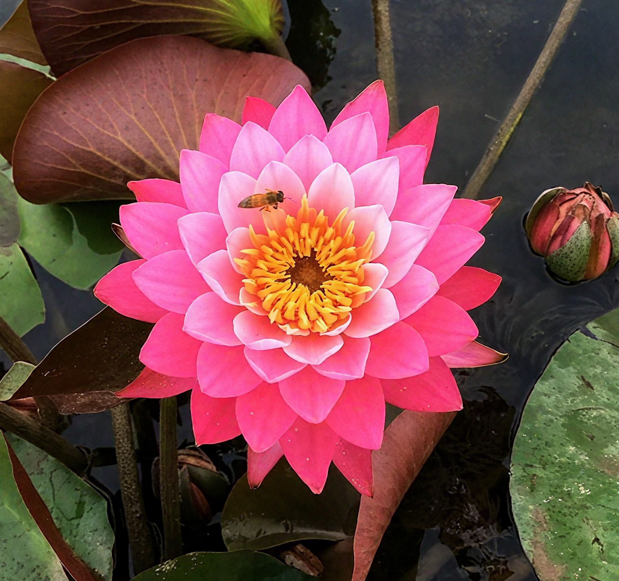 💐The Sacred Bonsai Bowl Lotus Flower Seeds