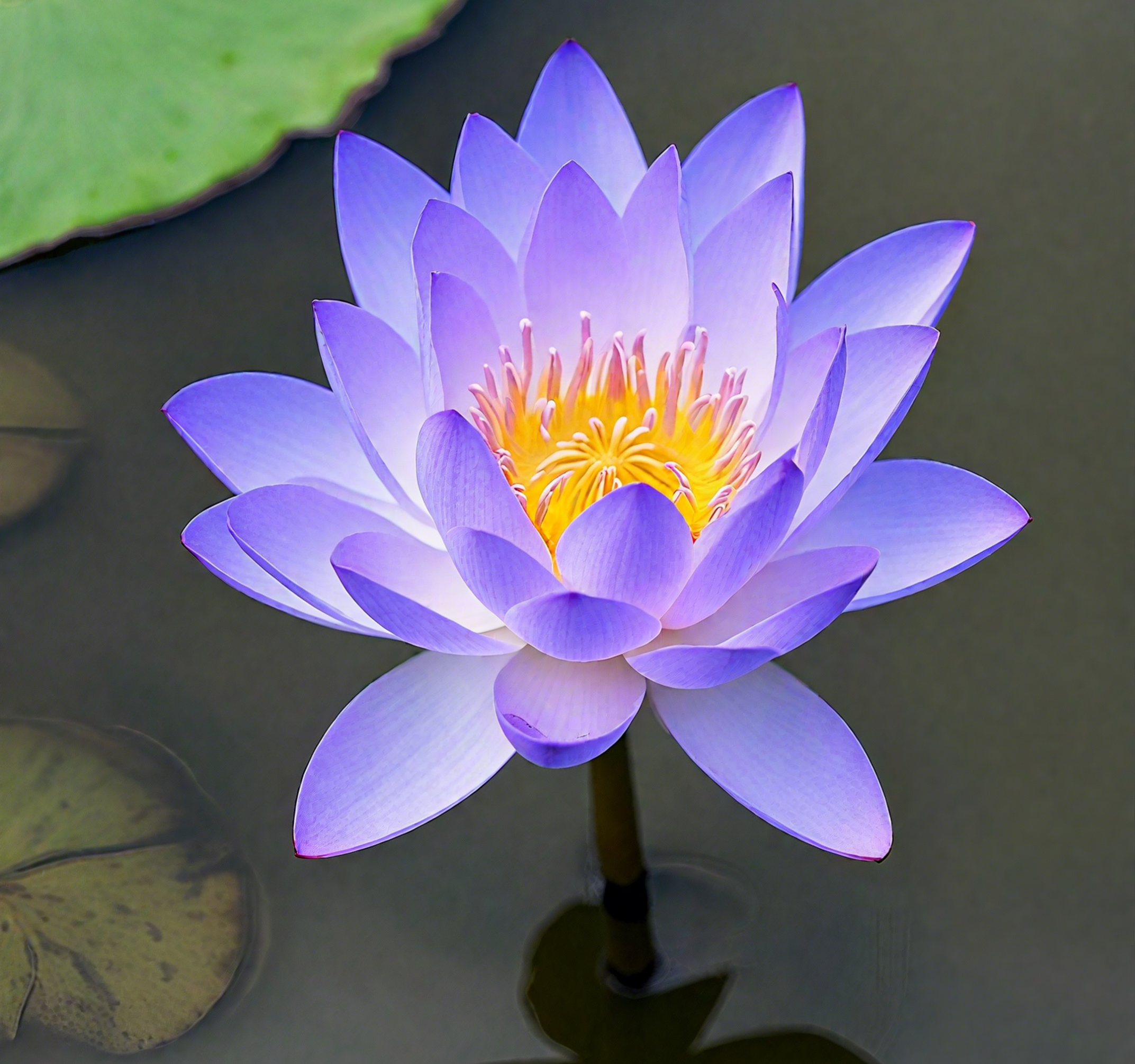 💐The Sacred Bonsai Bowl Lotus Flower Seeds