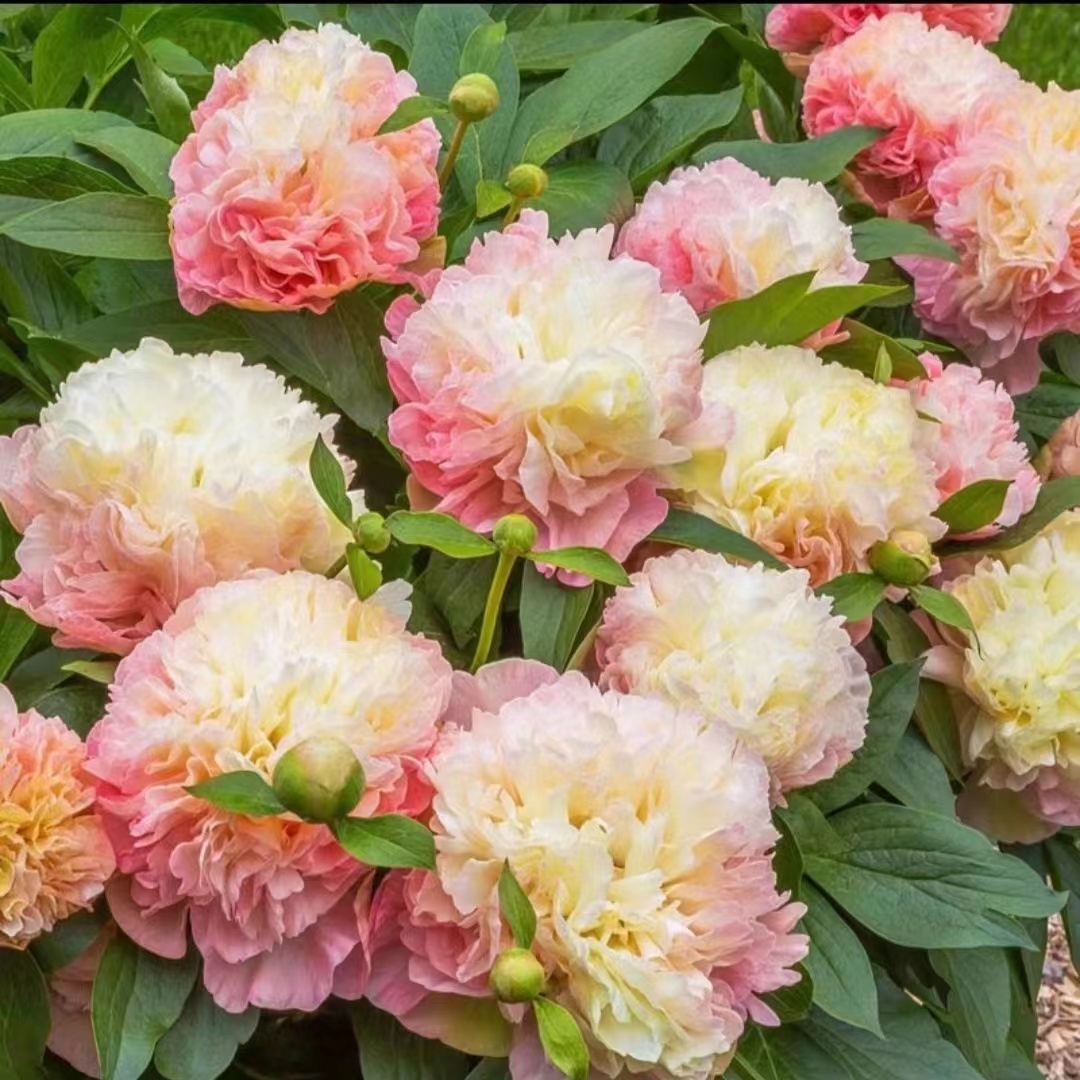 Colorful Peony Flower-Over 5 Colors.