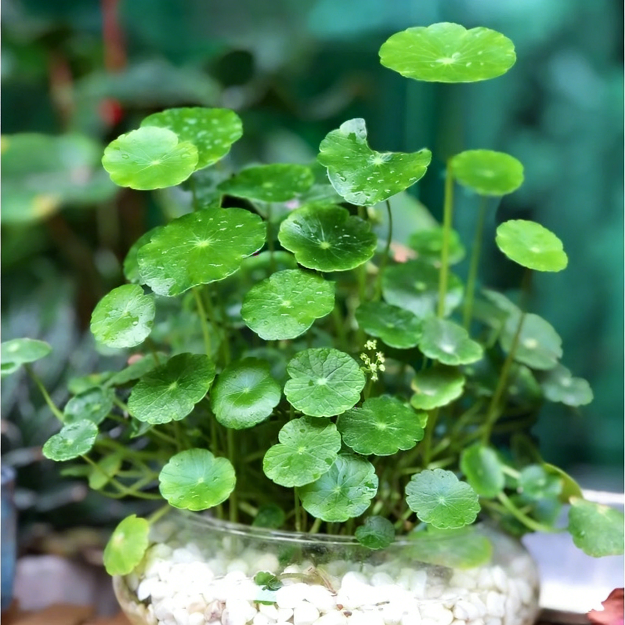 🍀Hydrocotyle Vulgaris Seeds-Copper Coin Grass