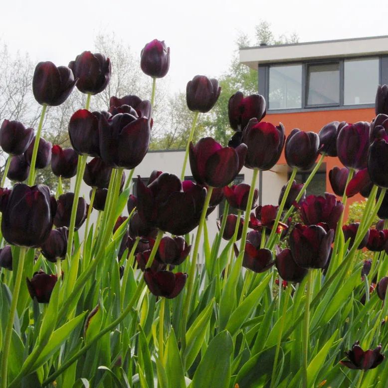 Black Hero Tulip Seeds