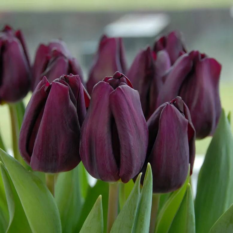 Purple Tulip Flower Seeds