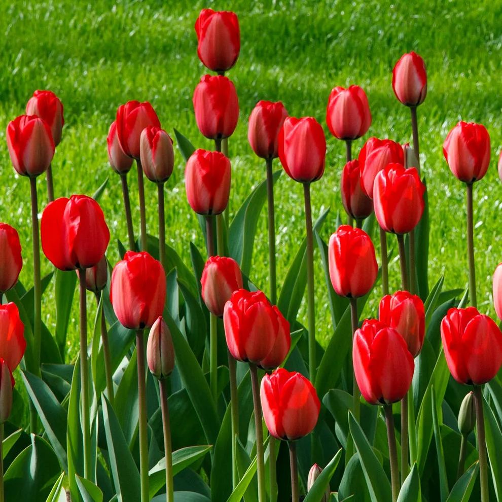 Red Impression Tulip Seeds
