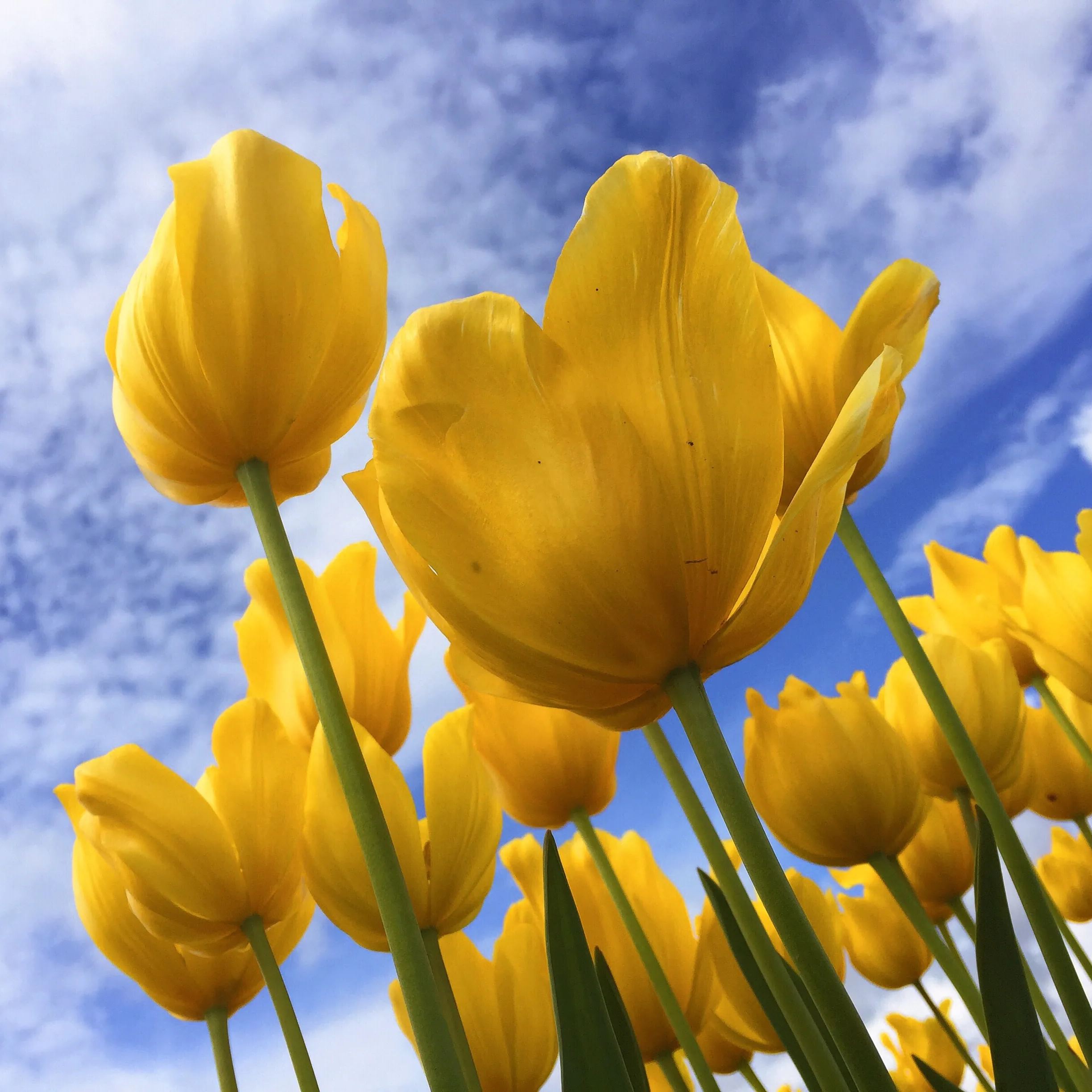 Golden Parade Tulip Seeds