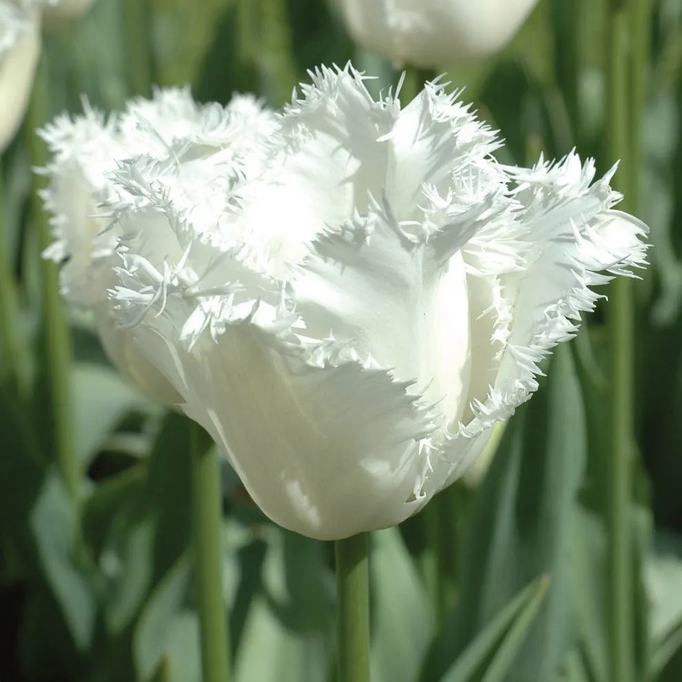 White Fringed Tulip Seeds