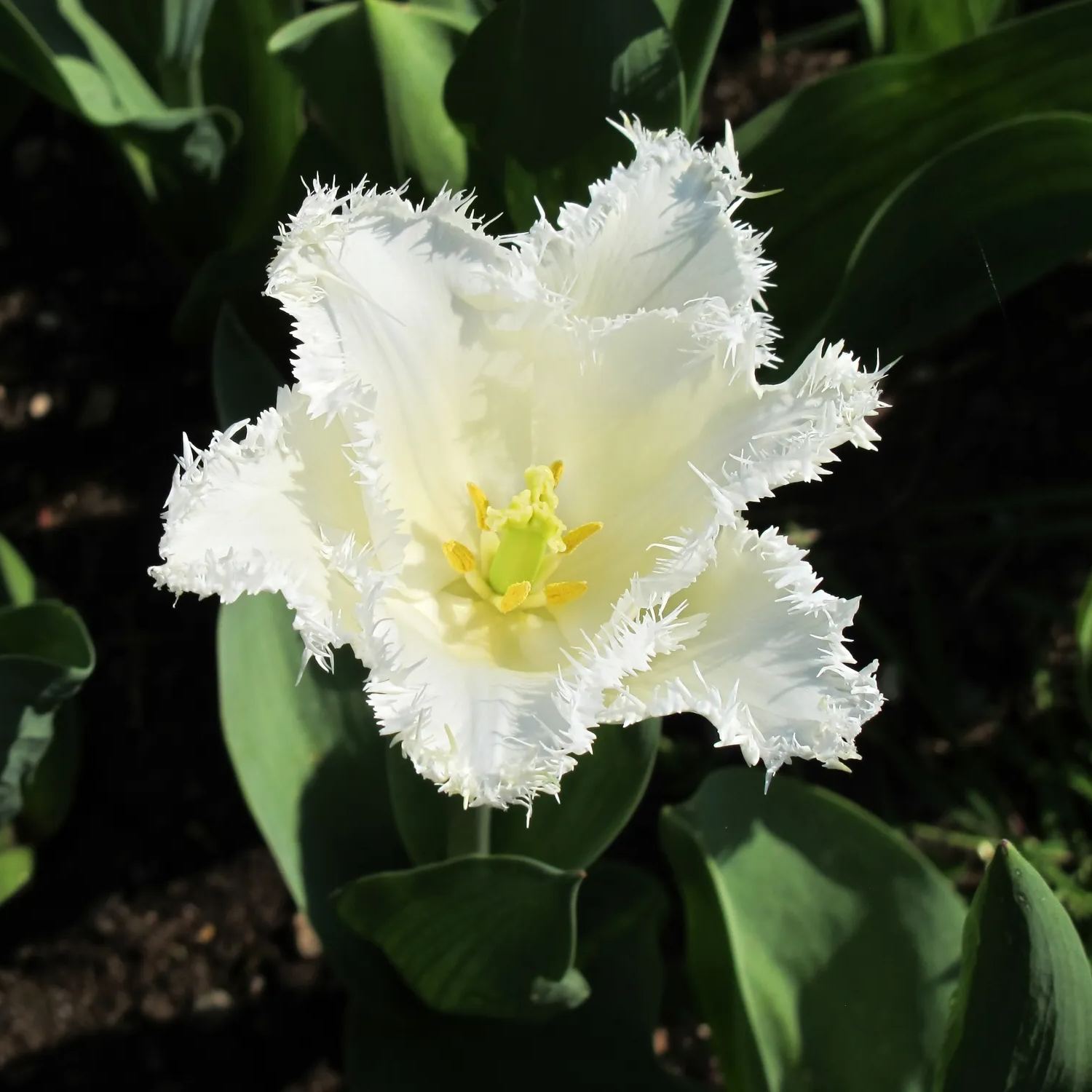 White Fringed Tulip Seeds