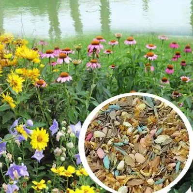 🐝Insect-friendly🔥Over 60 Mixed Perennial Flower Seeds🌿Pure Non-GMO