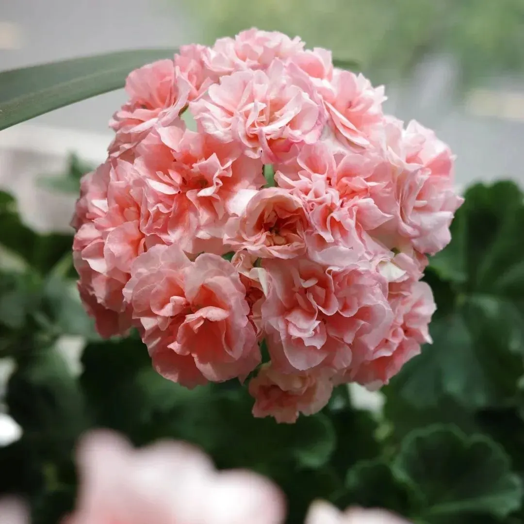 🌸 50%+ Discount for a Limited Time - Apple Blossom Geranium Seeds 🌸