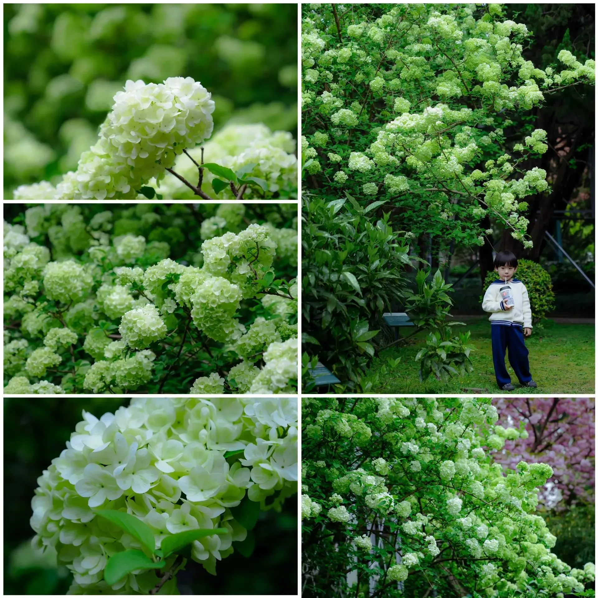 🔥Limited Time Special Offer🎉Viburnum macrocephalum