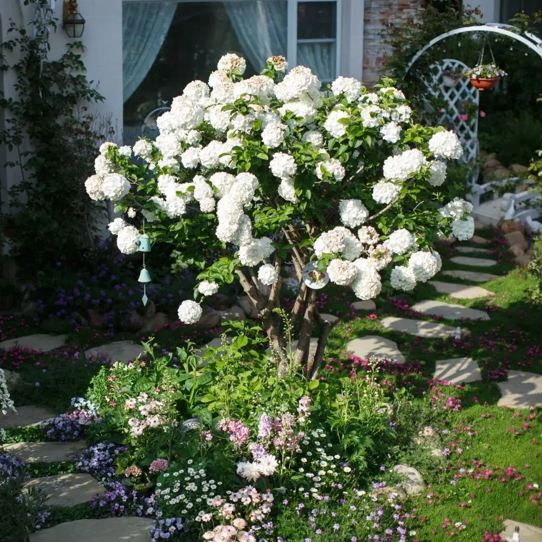🔥Limited Time Special Offer🎉Viburnum macrocephalum