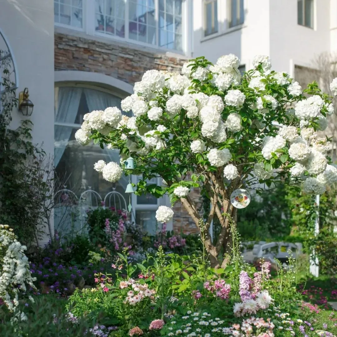 🔥Limited Time Special Offer🎉Viburnum macrocephalum
