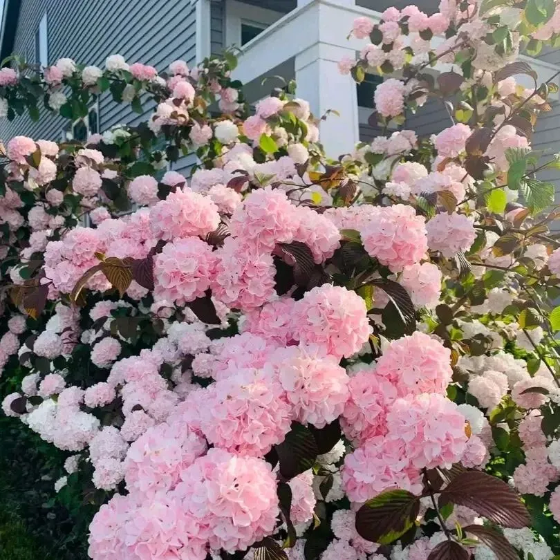 🔥Limited Time Special Offer🎉Viburnum macrocephalum