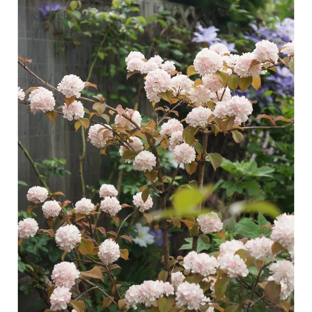 🔥Limited Time Special Offer🎉Viburnum macrocephalum