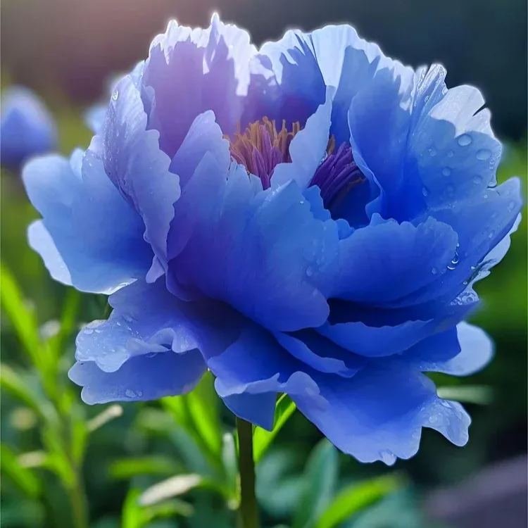 Colorful Peony Flower-Over 8 Colors.