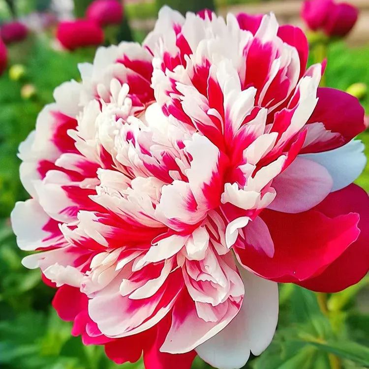 Colorful Peony Flower-Over 8 Colors.