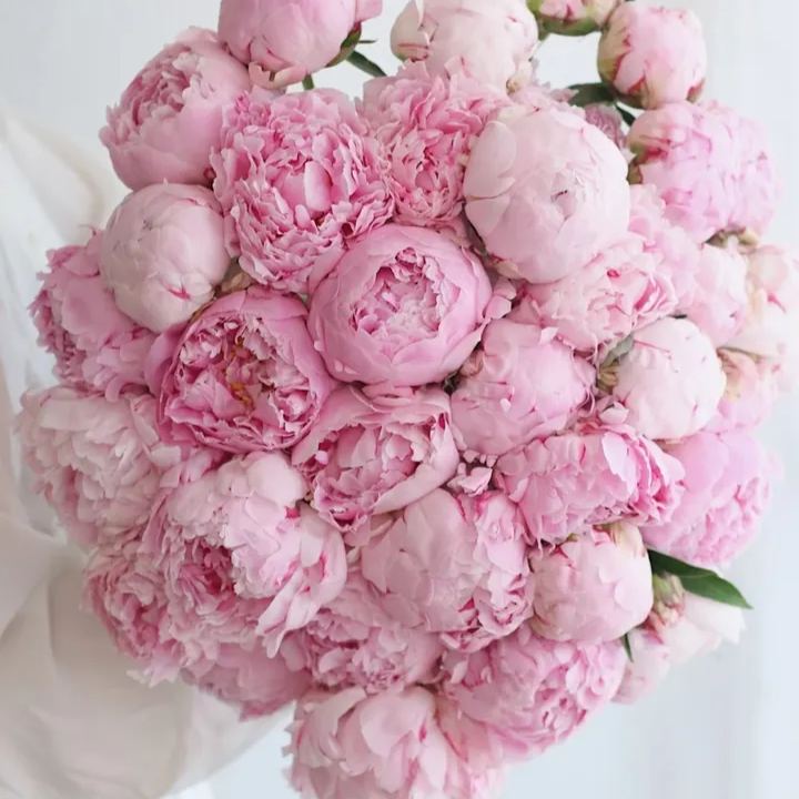 Colorful Peony Flower-Over 5 Colors.