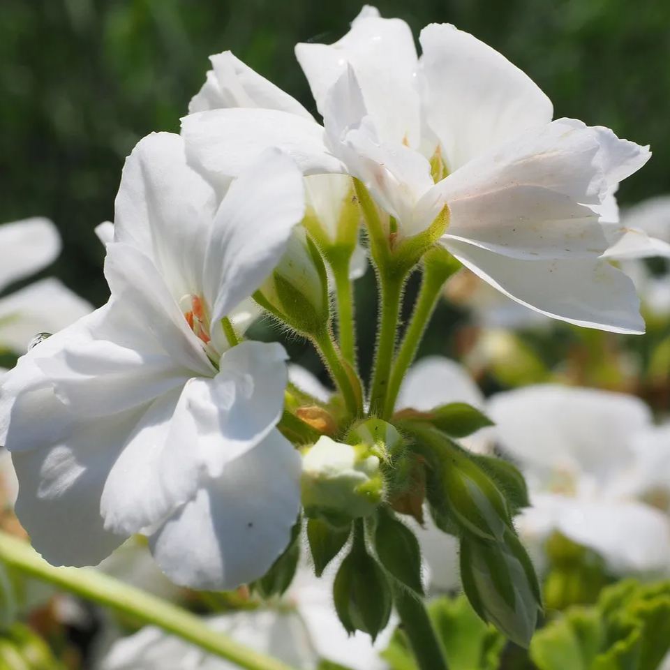 🌸Geranium - Summer Tranquility