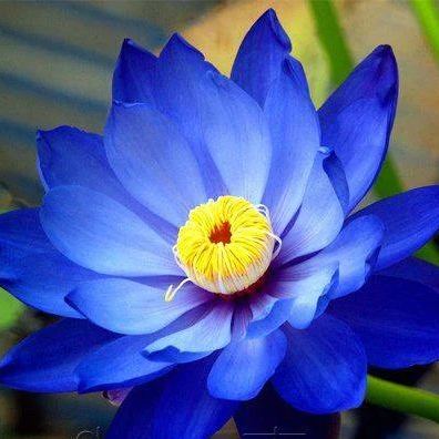 🌸【7 days germination】Last Day Sale - 50% OFF💐The Sacred Bonsai Bowl Lotus Flower