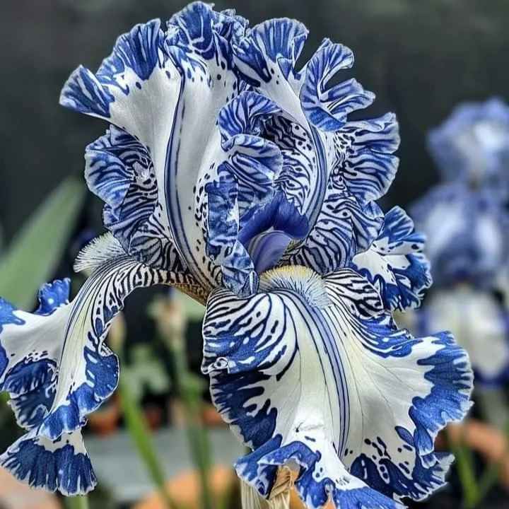 Rare Iris Bulbs⚜️