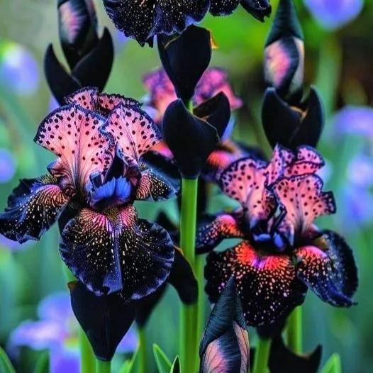 Rare Iris Bulbs⚜️
