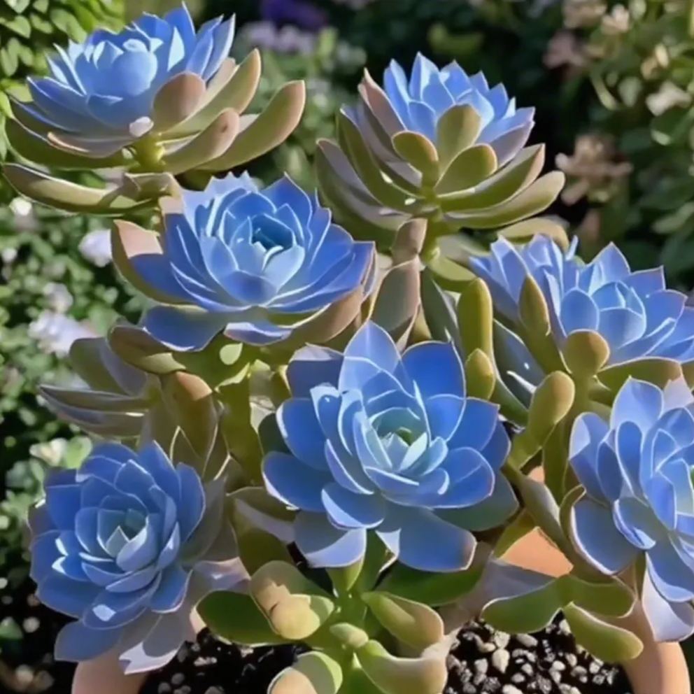 Purple Moon Orchid - Mosquito Repellent Orchid