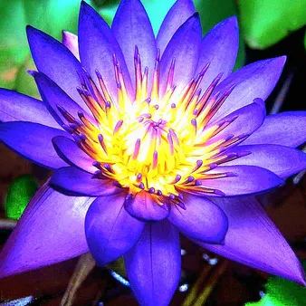 🔥🔥🔥🌈 Rainbow Lotus Flower Seeds – Exotic Water Lilies for Indoor & Outdoor 🌸