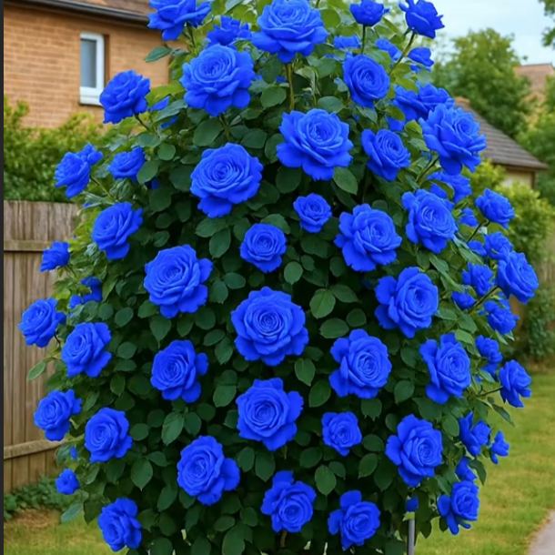 💙BLUE ENCHANTRESS ROSE SEEDS✨