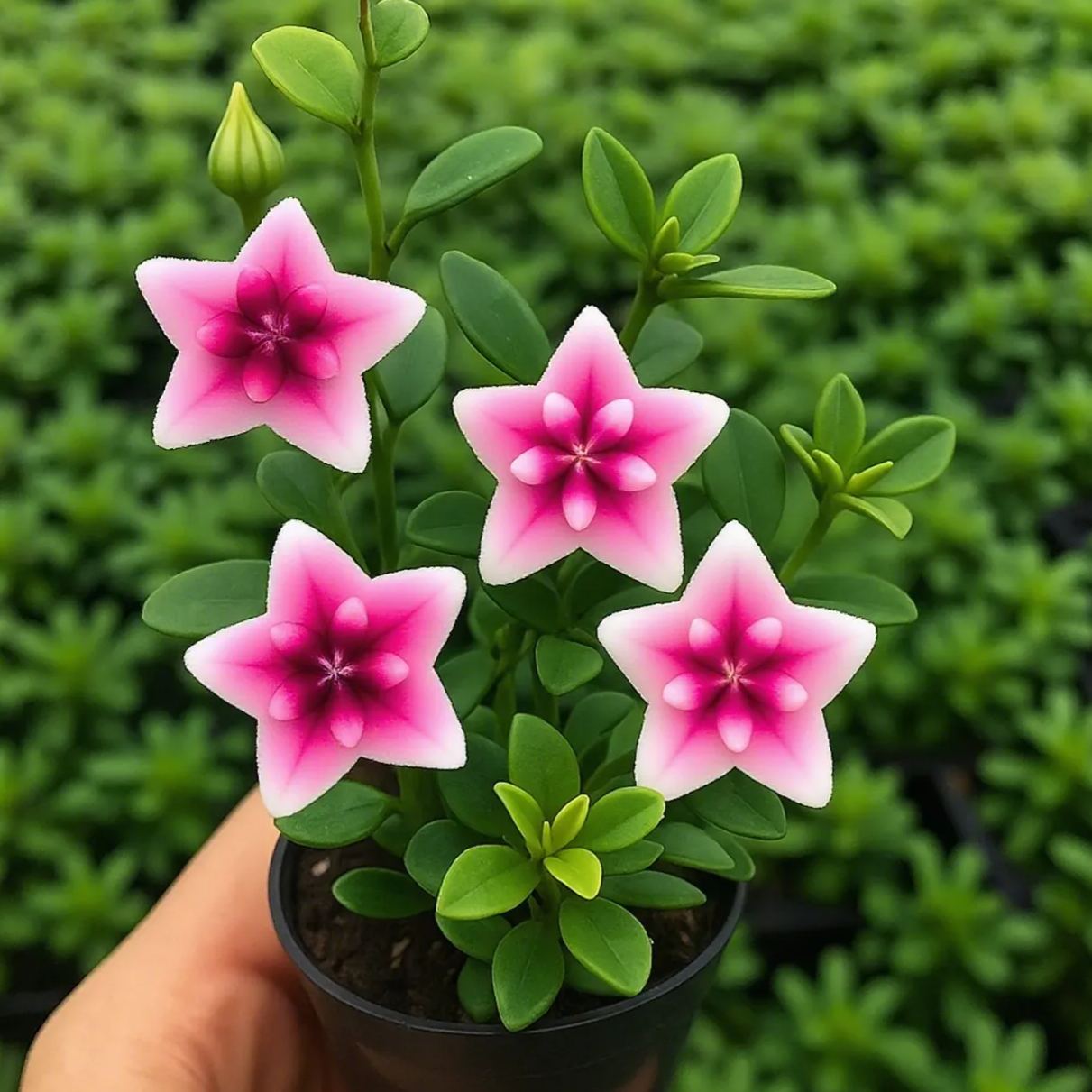 ⭐ Hoya Bulbs – Exotic Beauty that Lasts Indoors & Out⭐