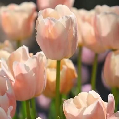 🌷Tulips That Bloom with Beauty, Fragrance & Meaning