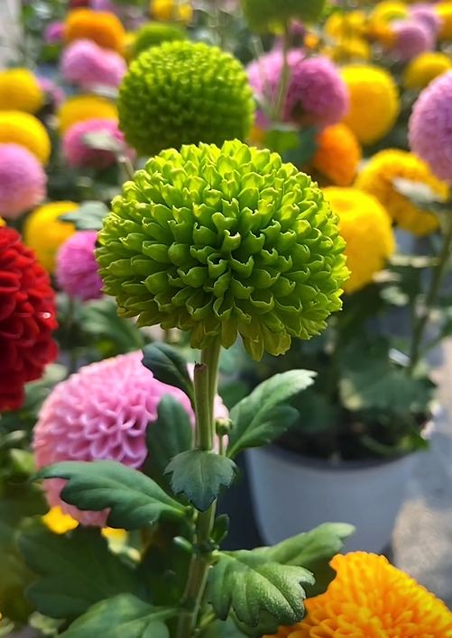 🏵️Colorful Ping Pong Chrysanthemum Seeds