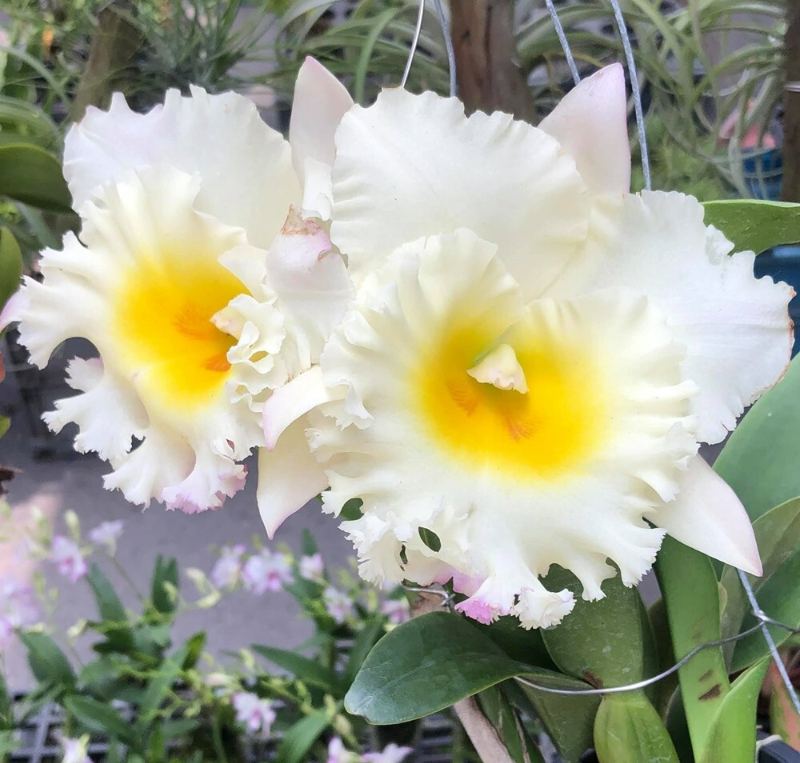 Cattleya Orchid Seeds