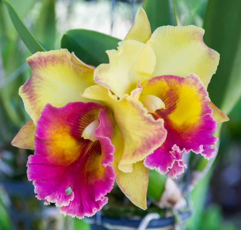 Cattleya Orchid Seeds