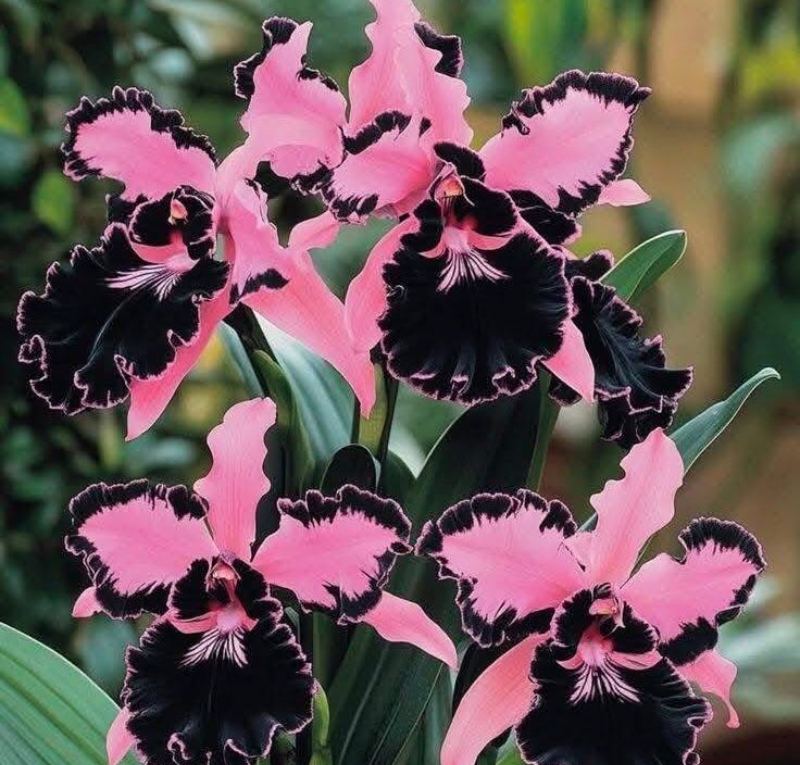 Cattleya Orchid Seeds