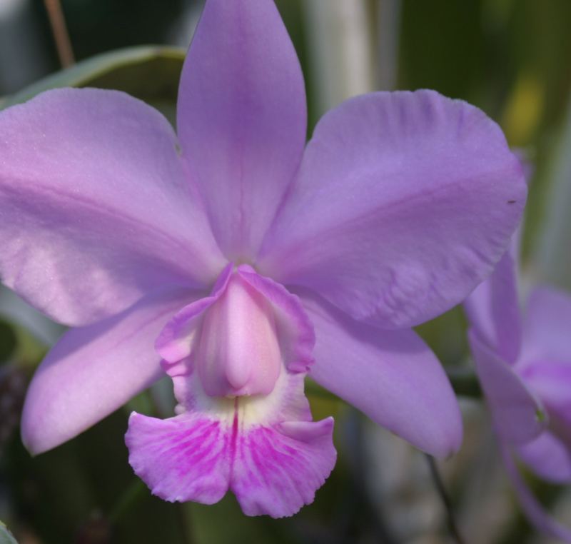 Cattleya Orchid Seeds
