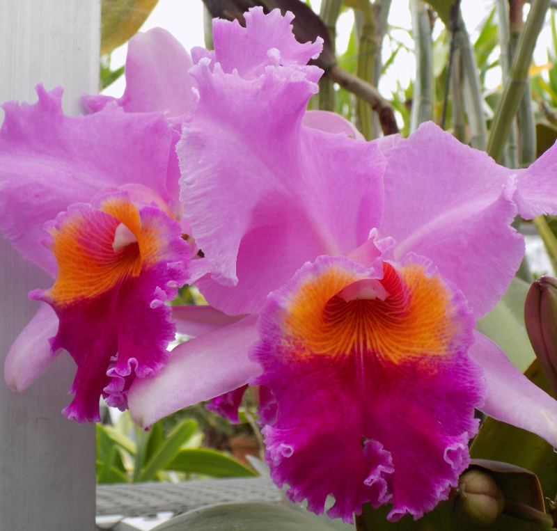 Cattleya Orchid Seeds