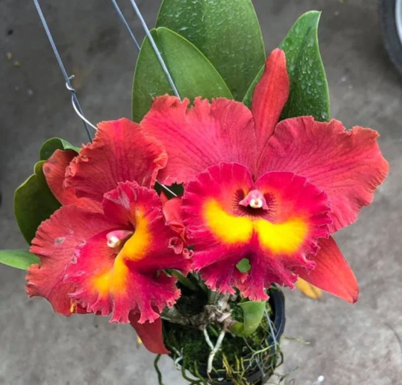 Cattleya Orchid Seeds