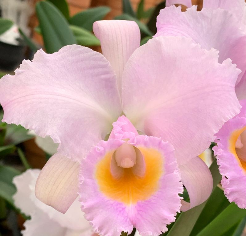 Cattleya Orchid Seeds