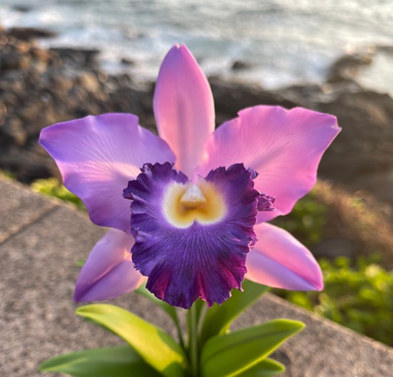 Cattleya Orchid Seeds