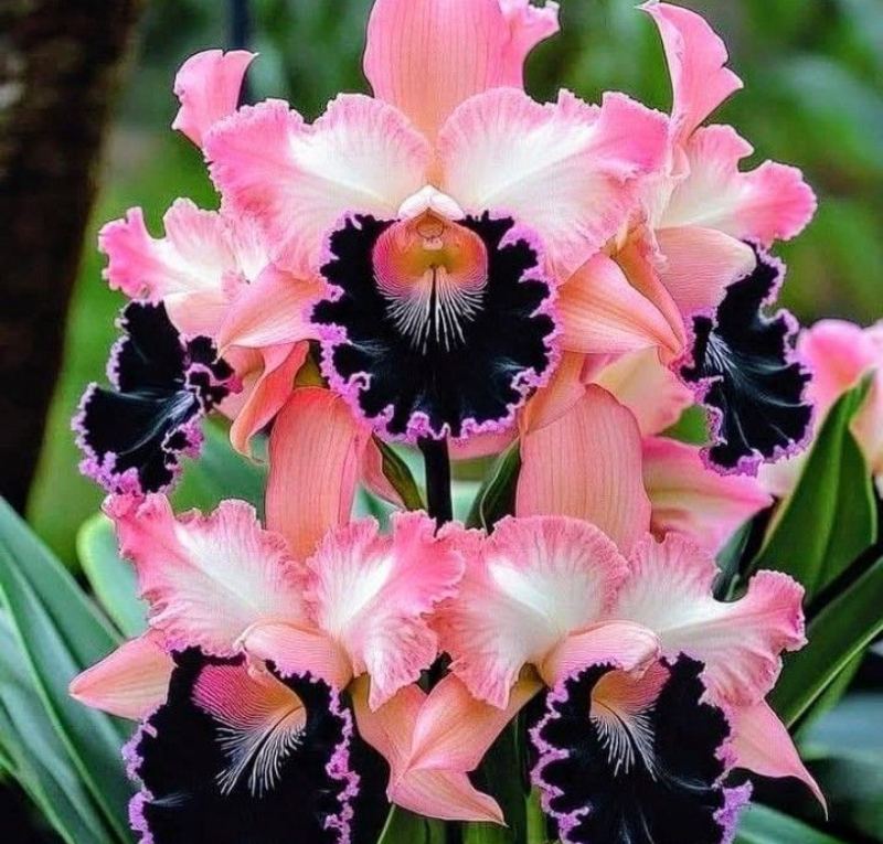 Cattleya Orchid Seeds