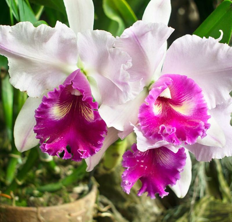 Cattleya Orchid Seeds