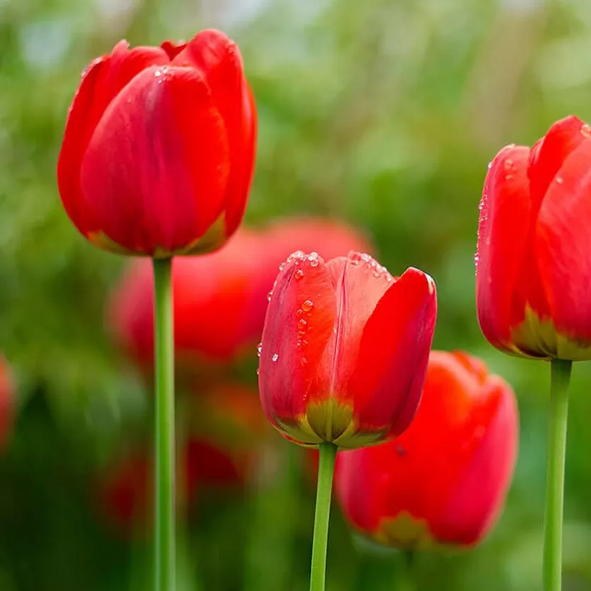 Red Impression Tulip Seeds