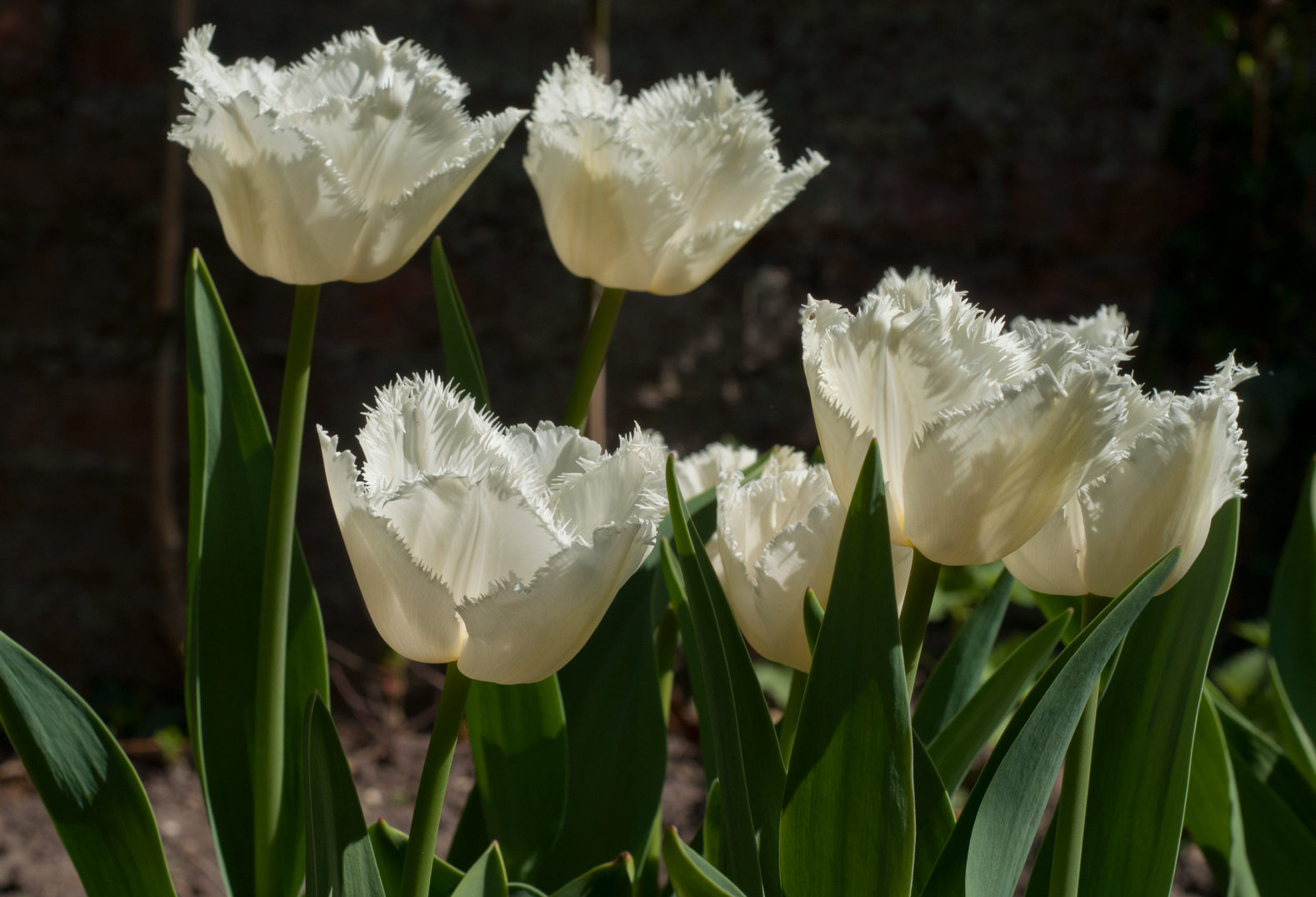 White Fringed Tulip Seeds