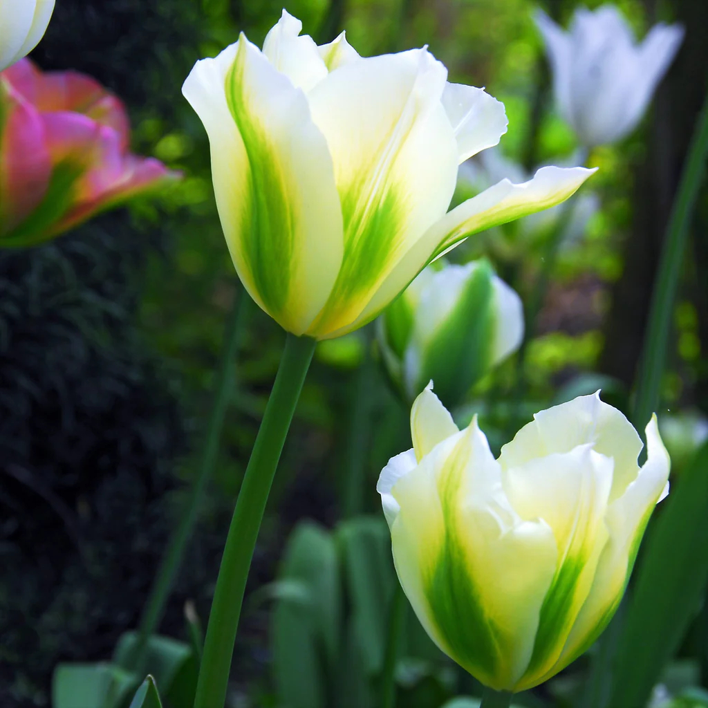 Spring Green Tulip Seeds