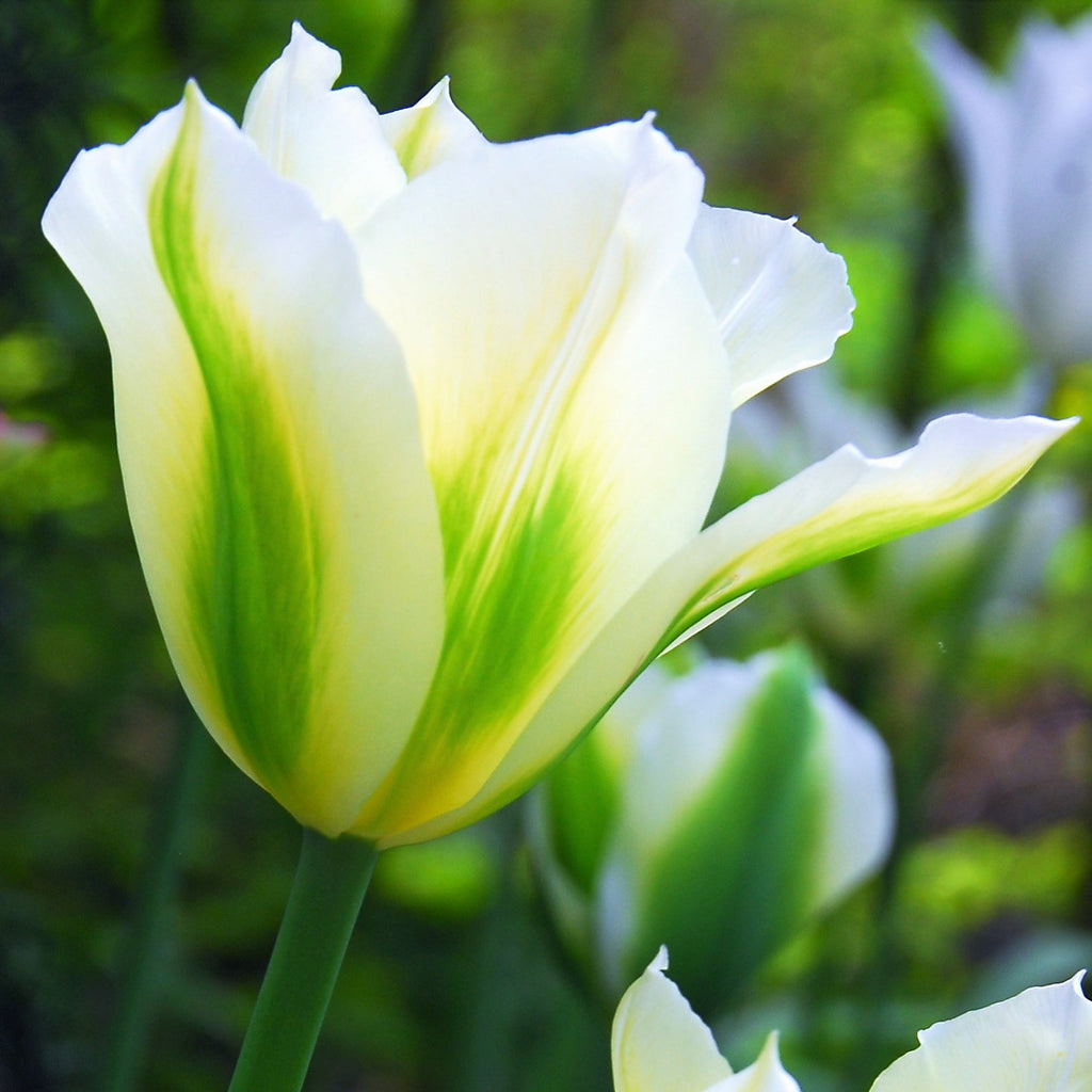 Spring Green Tulip Seeds