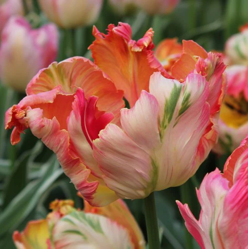 Apricot Parrot Tulip Seeds