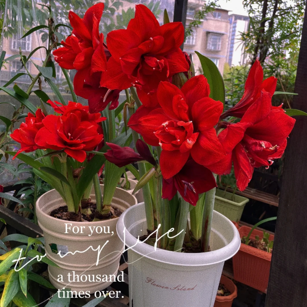 🌺Double-Petaled Perfume Amaryllis Bulbs